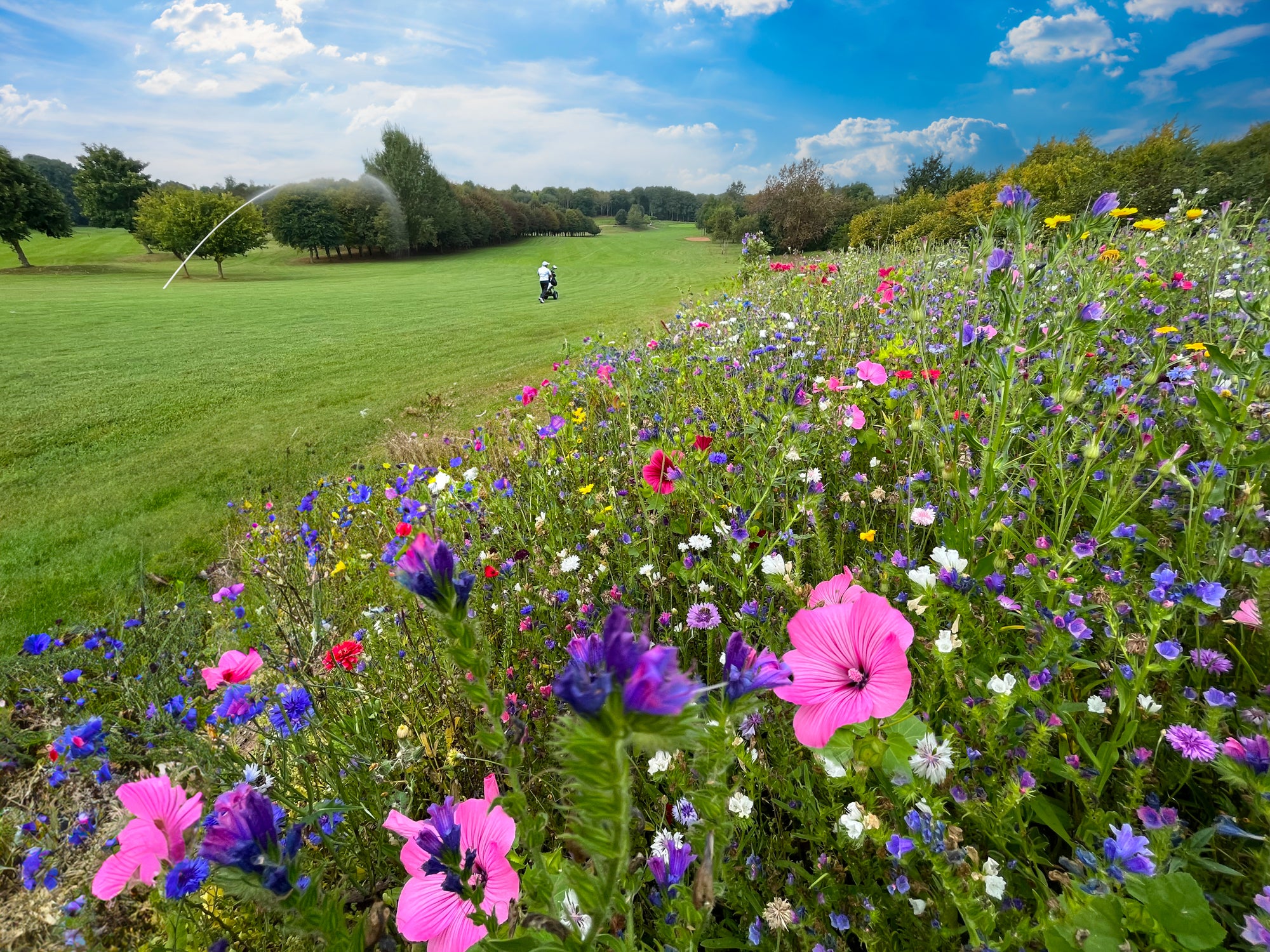 Gaudet Luce Golf Club's Wildflower Success with DLF's Colour Boost Range