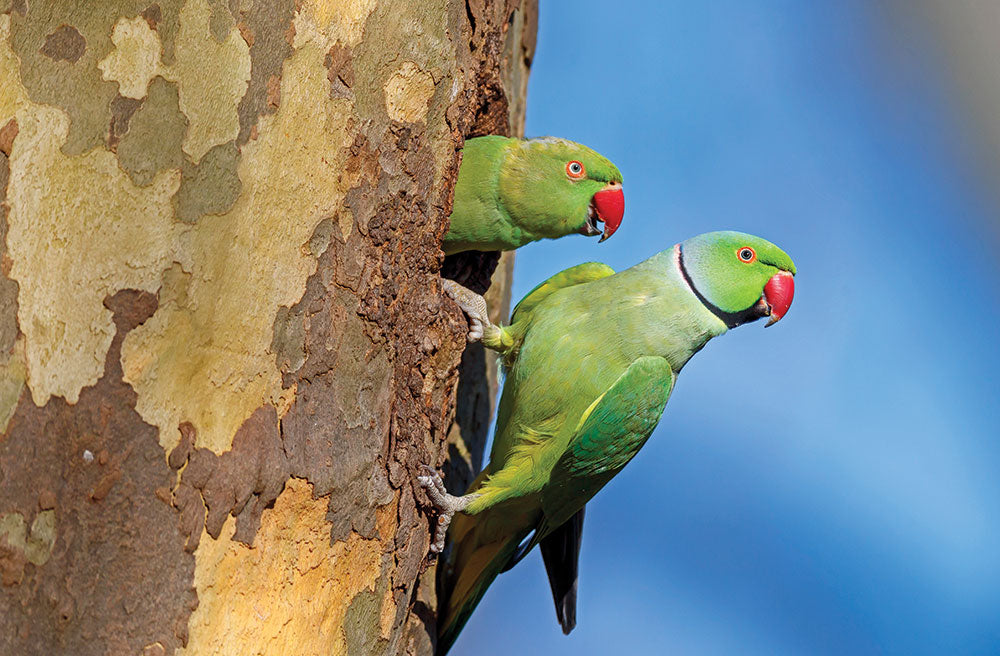 Noisy neighbours? Ring-necked parakeets