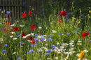 High Nutrient Soils Annuals & Perennials Wildflower Mix