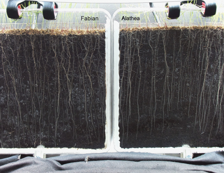 4turf-vs-diploid-roots.gif