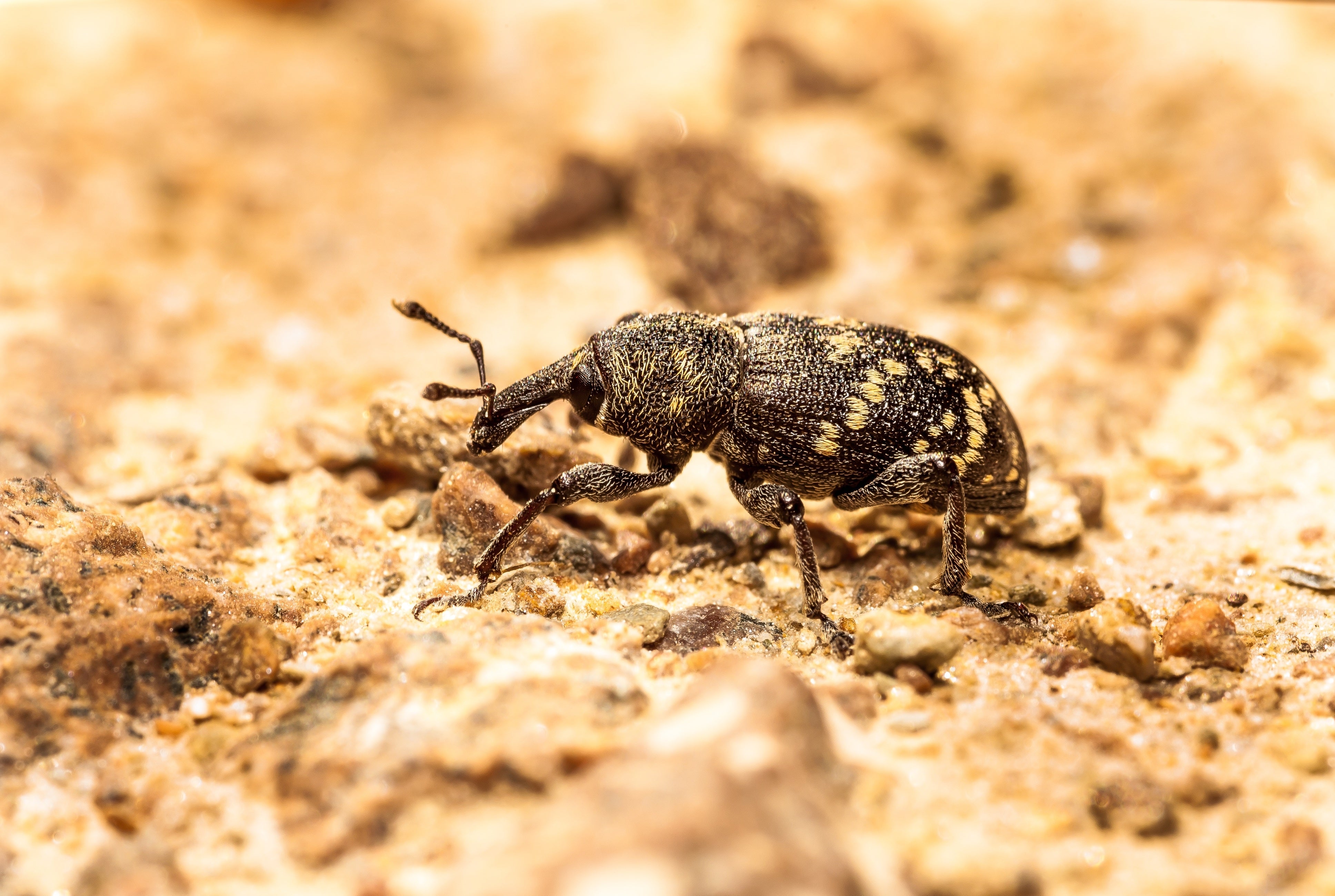 Agrovista Amenity announced as approved distributor of Lanzarta