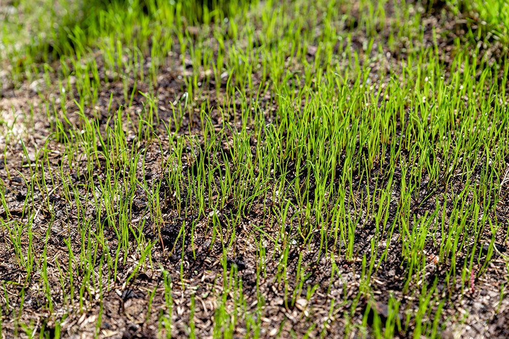 End of season renovation to summer survival