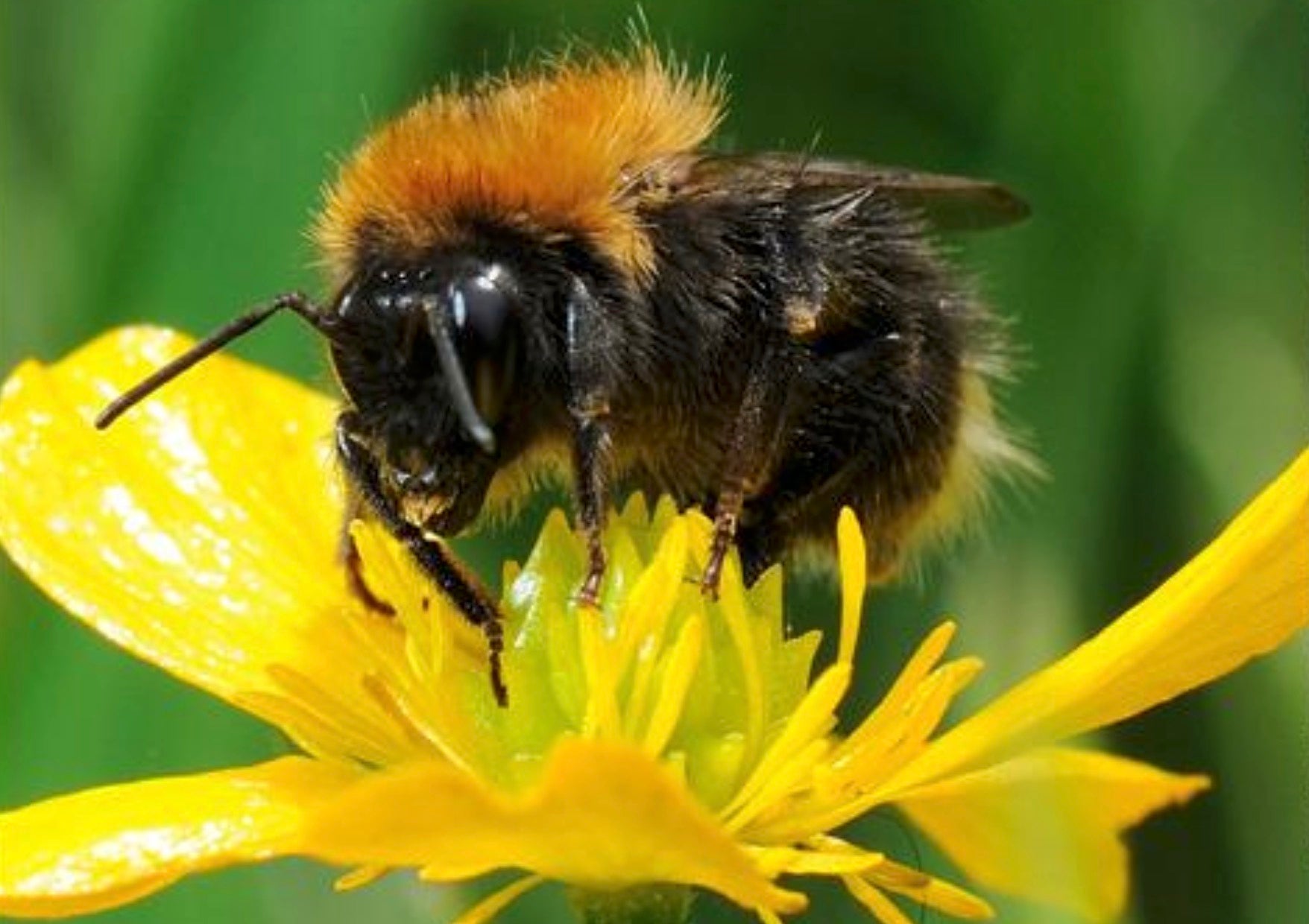 Operation Pollinator. It's time to join in