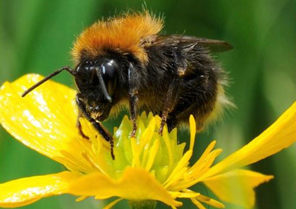 Operation Pollinator. It's time to join in