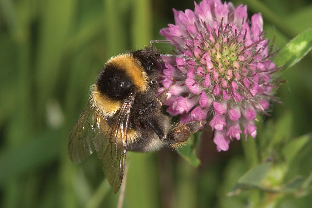 Wildlife projects on a budget