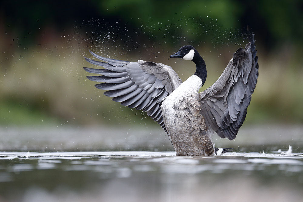 Canada Geese - Britain’s most hated bird?