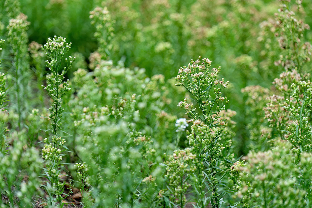New guidance helps amenity sector tackle glyphosate resistance risk