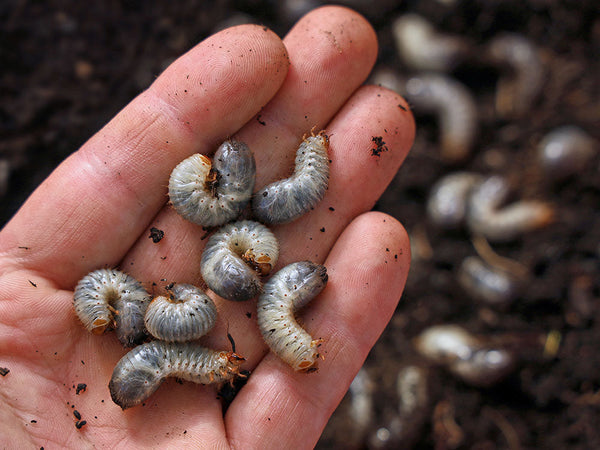 Sports Turf Agronomy Advice - July 2026