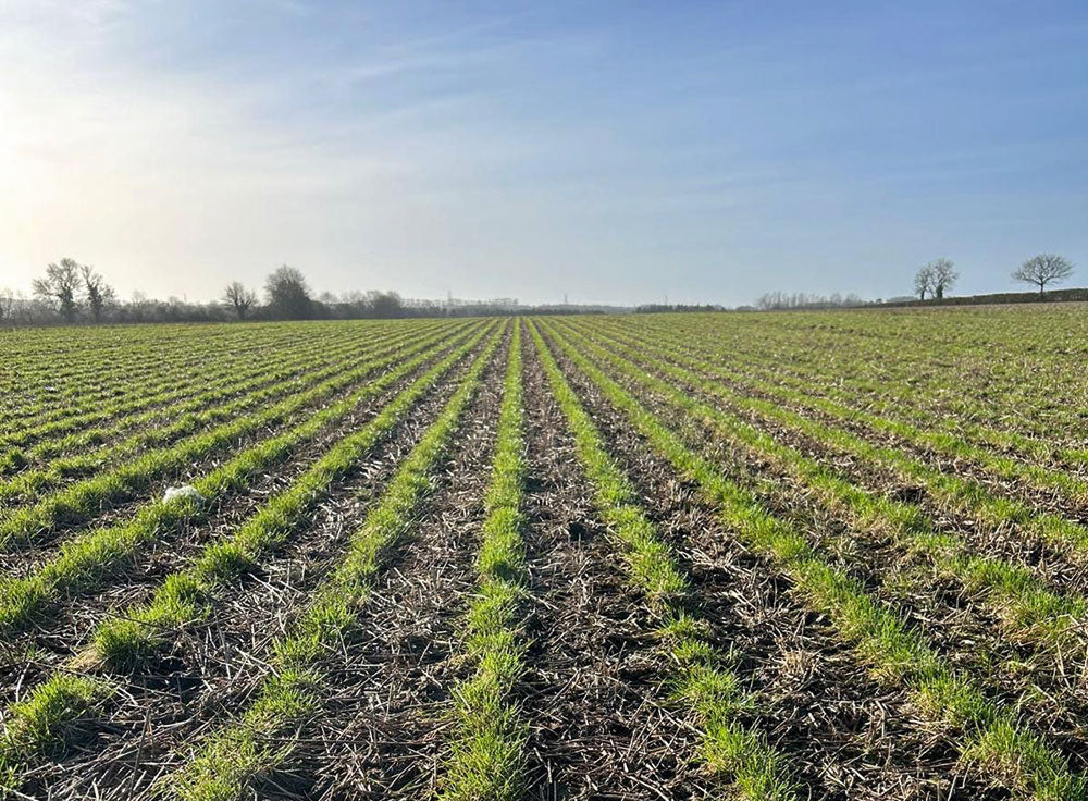 Behind the bag: The story of seed production