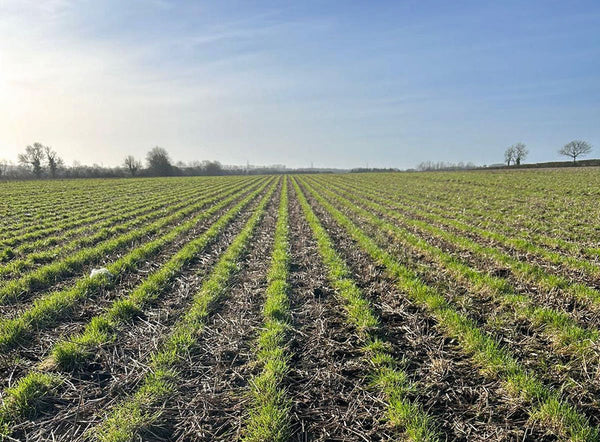Behind the bag: The story of seed production