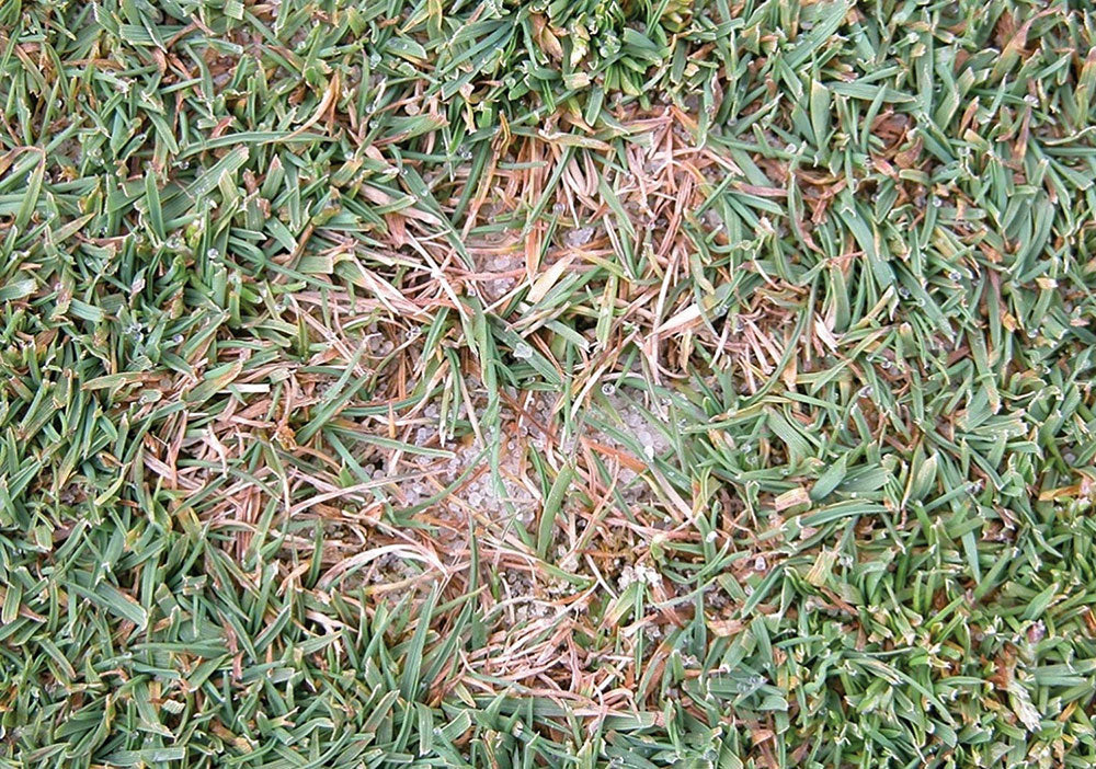 Sports Turf Agronomy Advice - June 2026