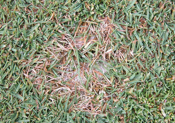 Sports Turf Agronomy Advice - June 2026