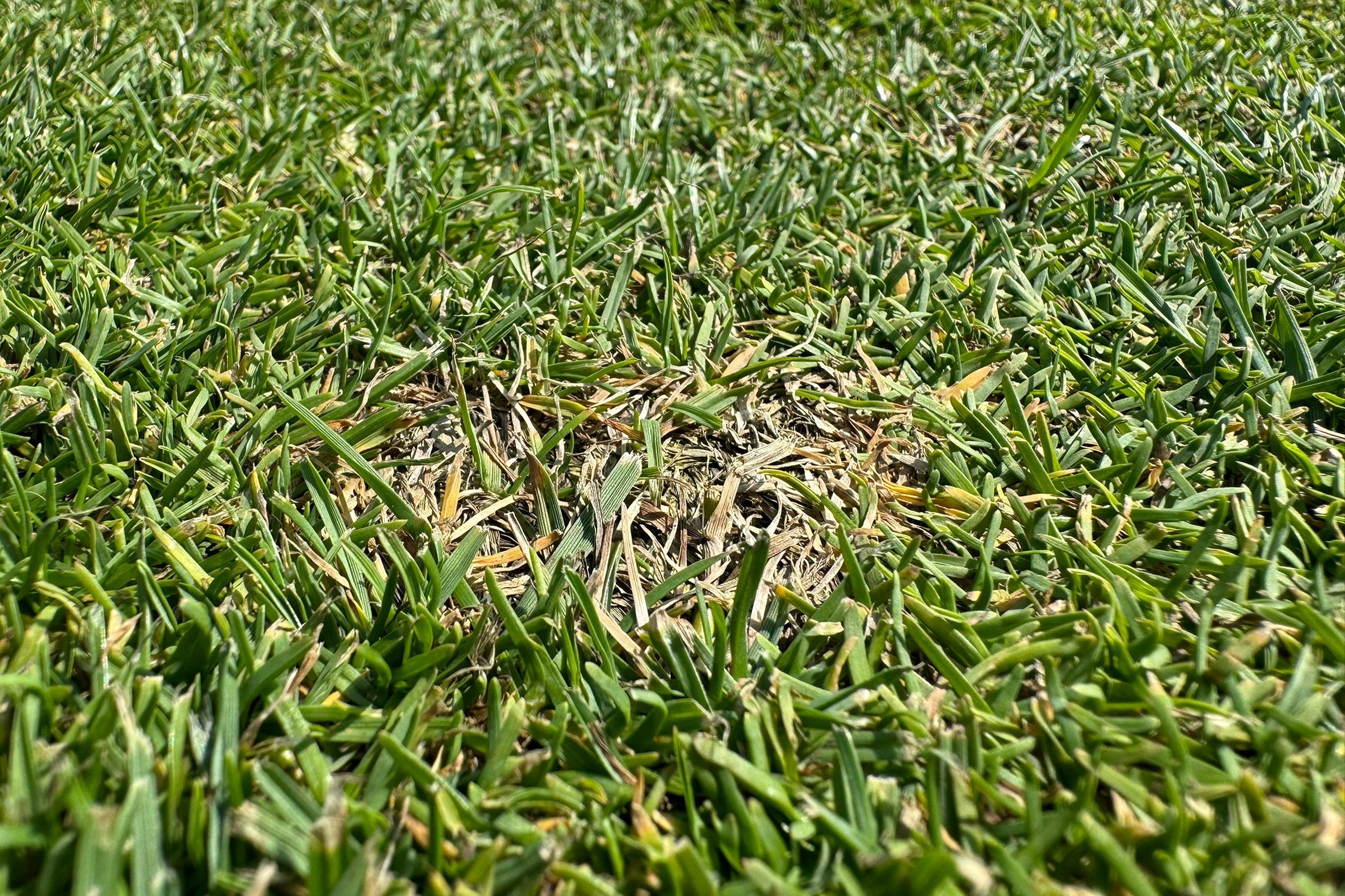 Prepare to prevent dollar spot attacks
