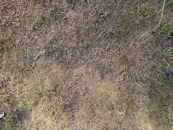 Weed threat looms after summer turf cover loss