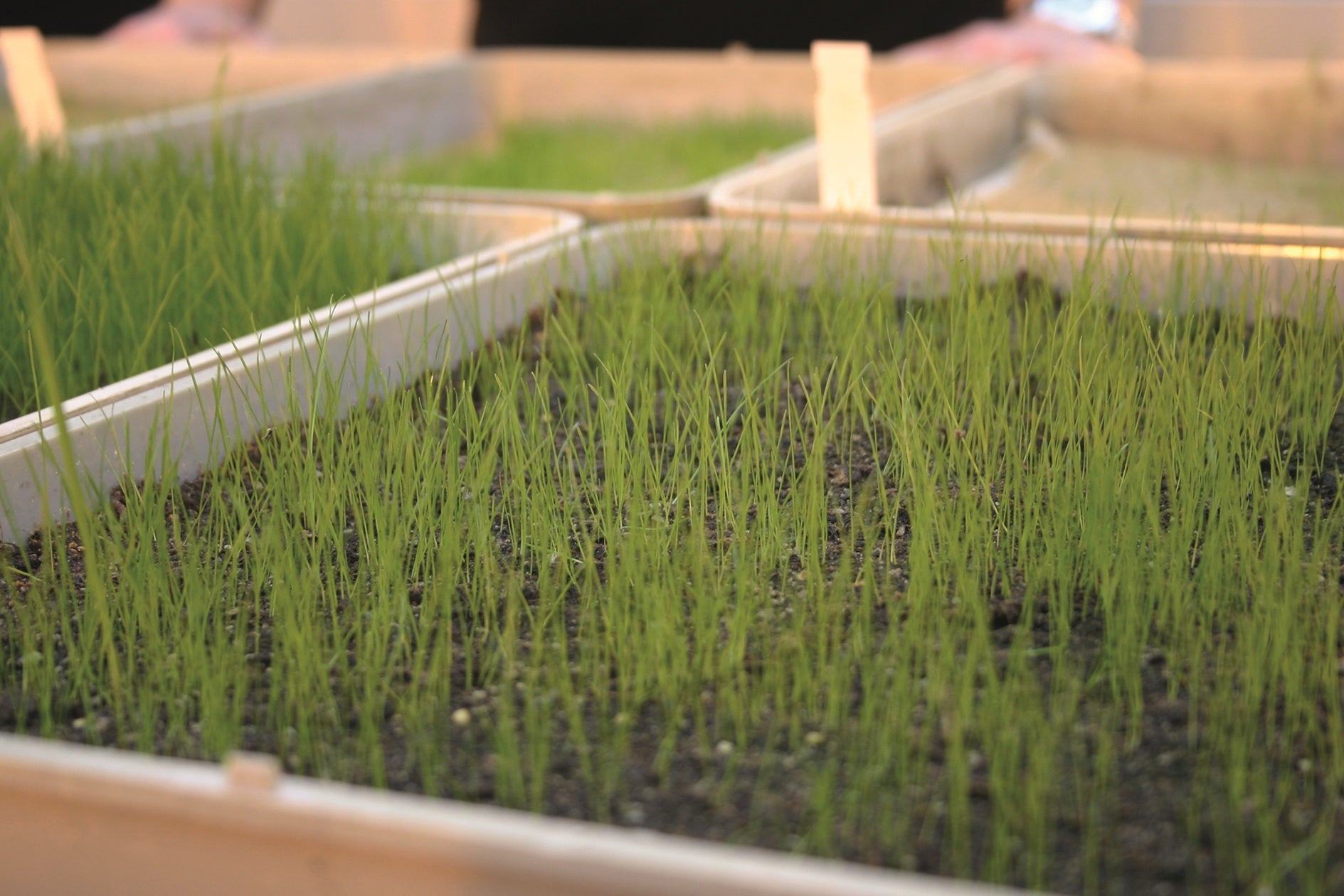 GroundsFest Academy launches with free educational day on seed science