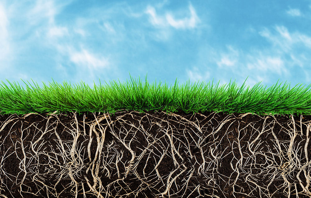 Root development strategies: Optimising sand-based and soil-based pitches