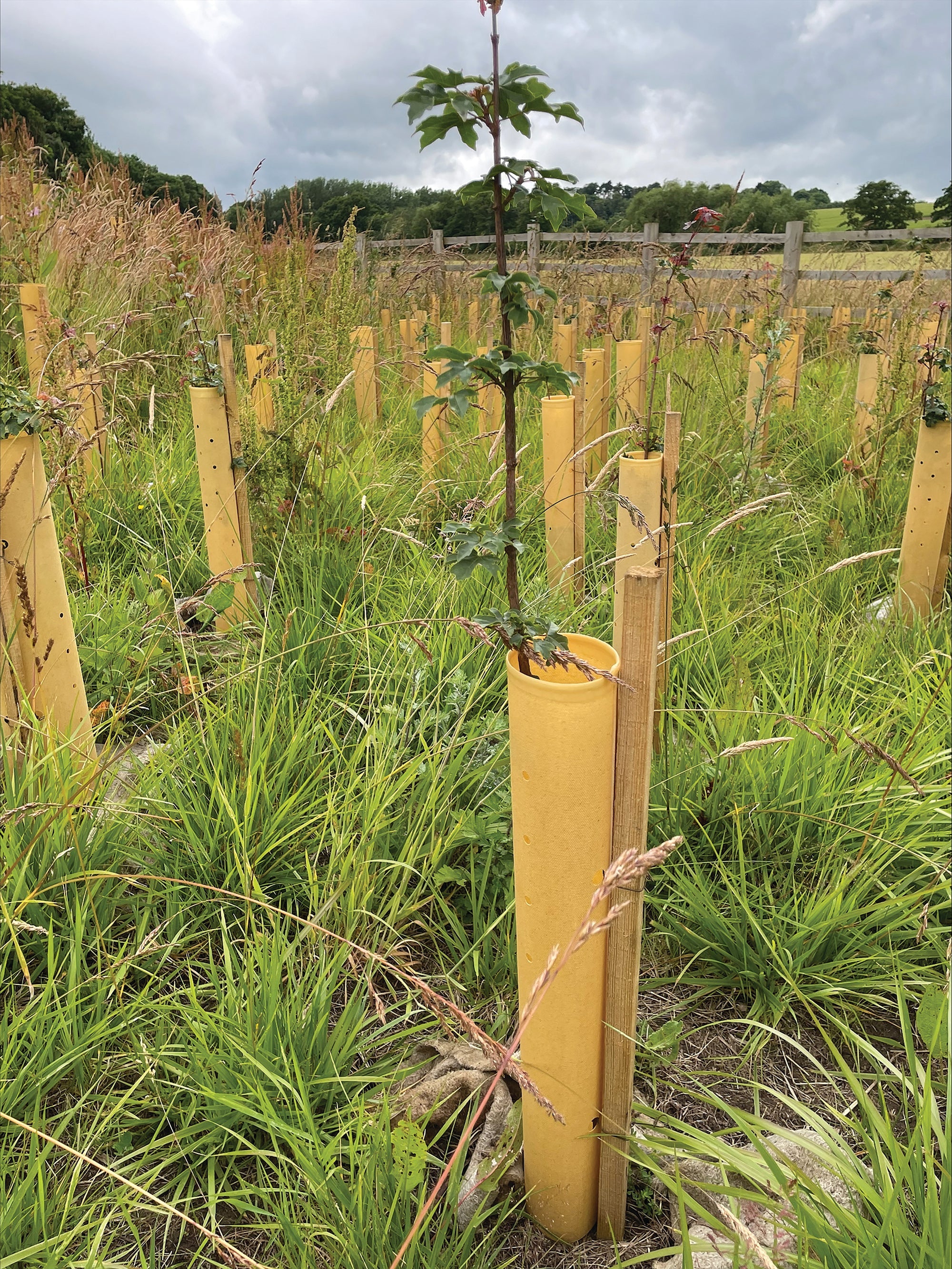 Tree Hugger®: A sustainable solution for tree