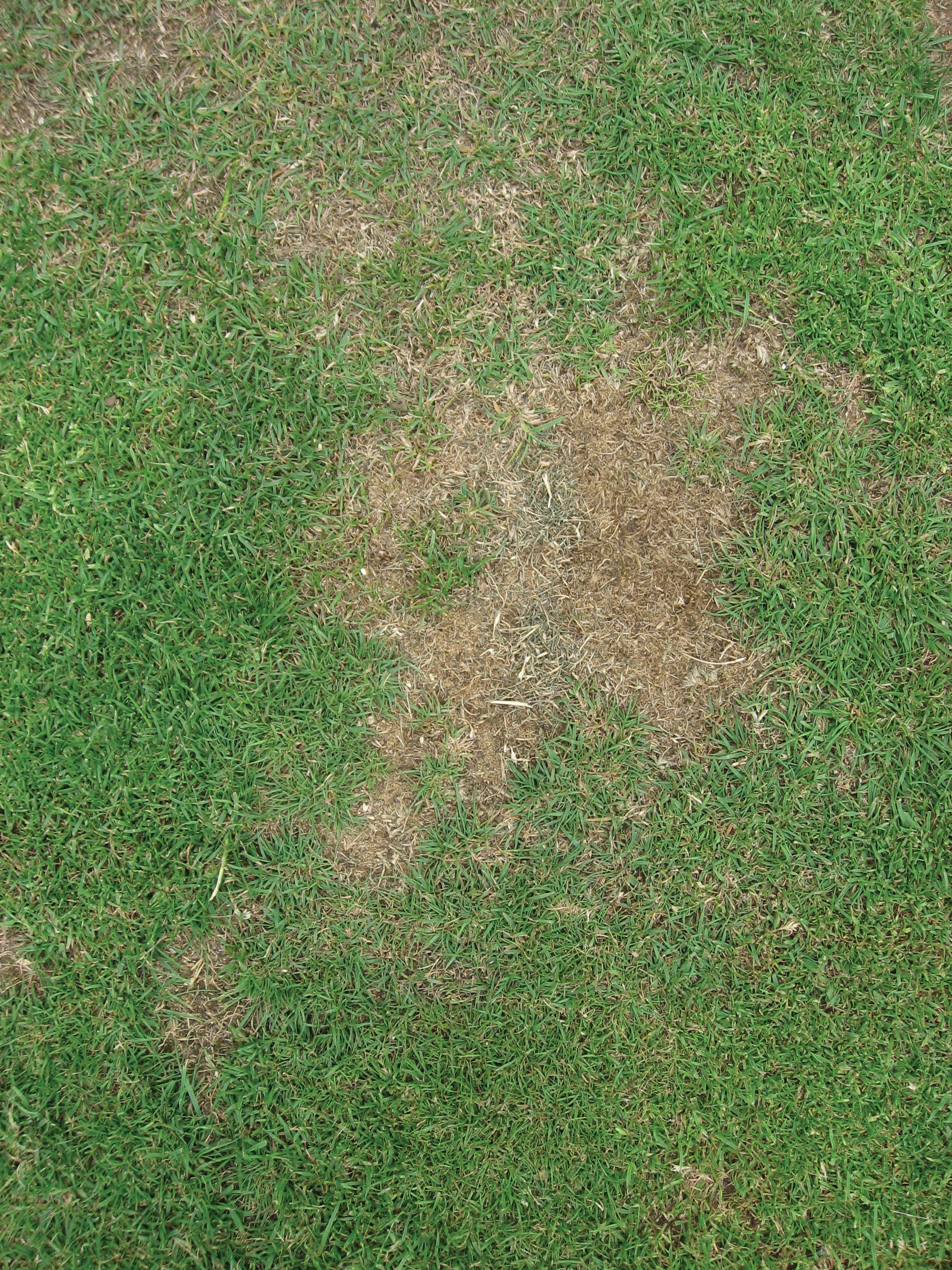 Wetting agents play their part in turf husbandry