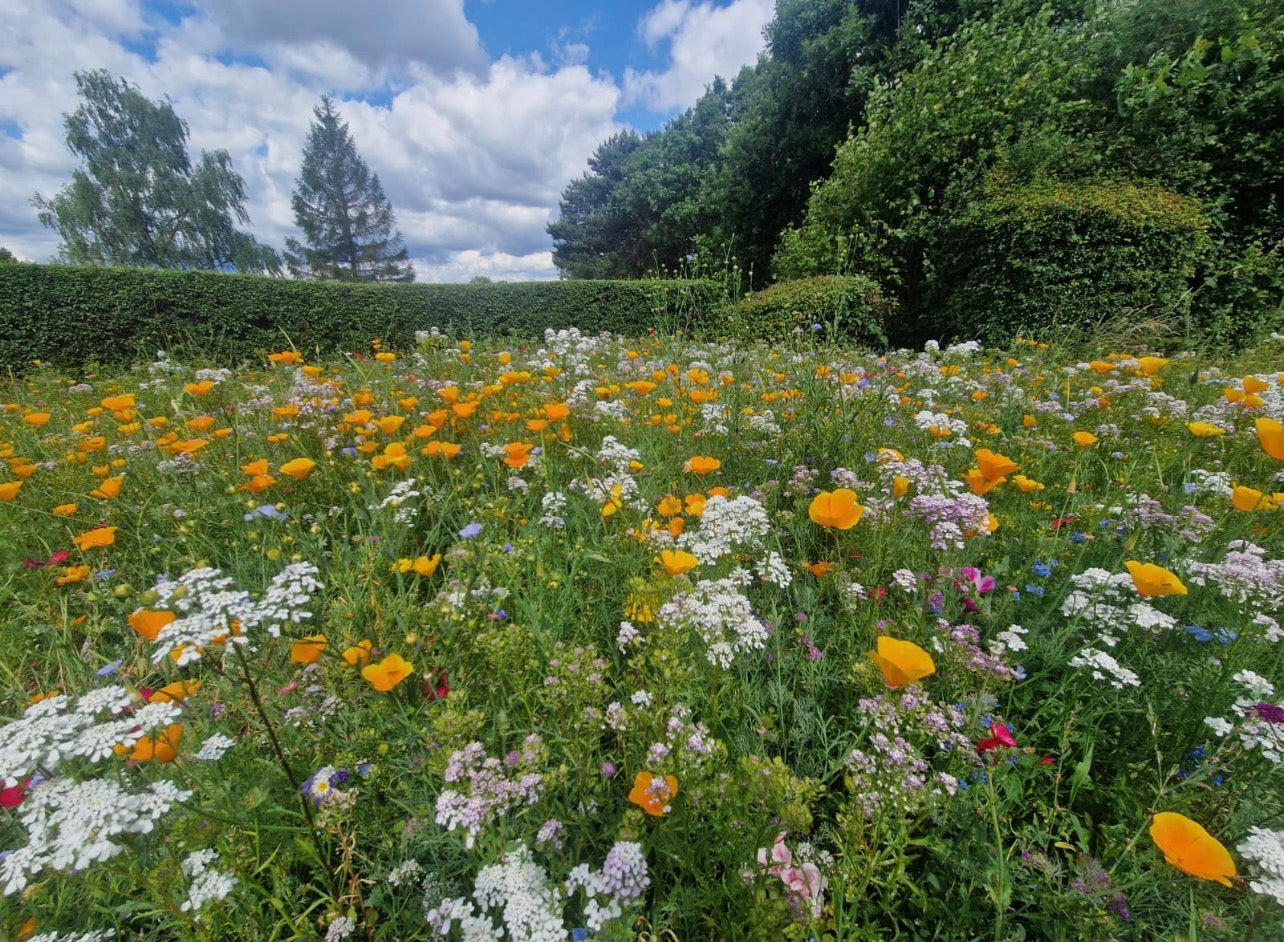 DLF Colour Boost brings burst of colour to the scenic setting at Lees Hall Golf Club