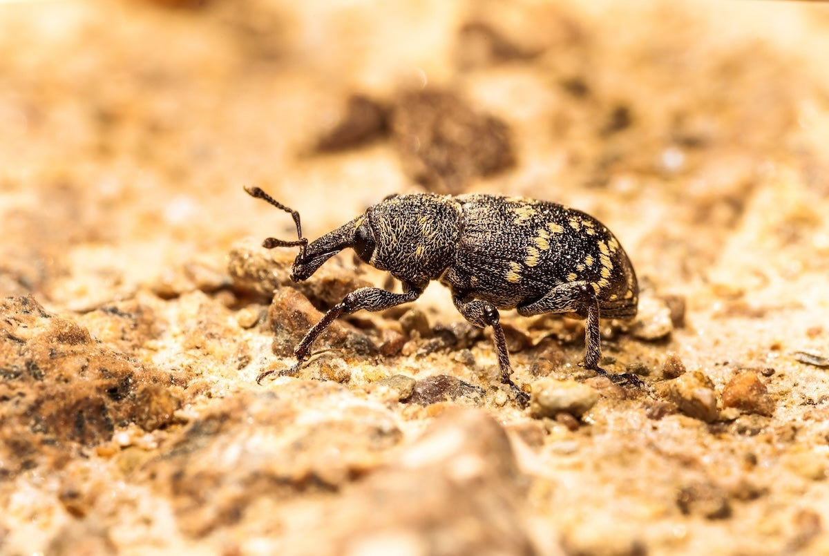 Lanzarta receives full UK approval for forest nursery and in-forest use