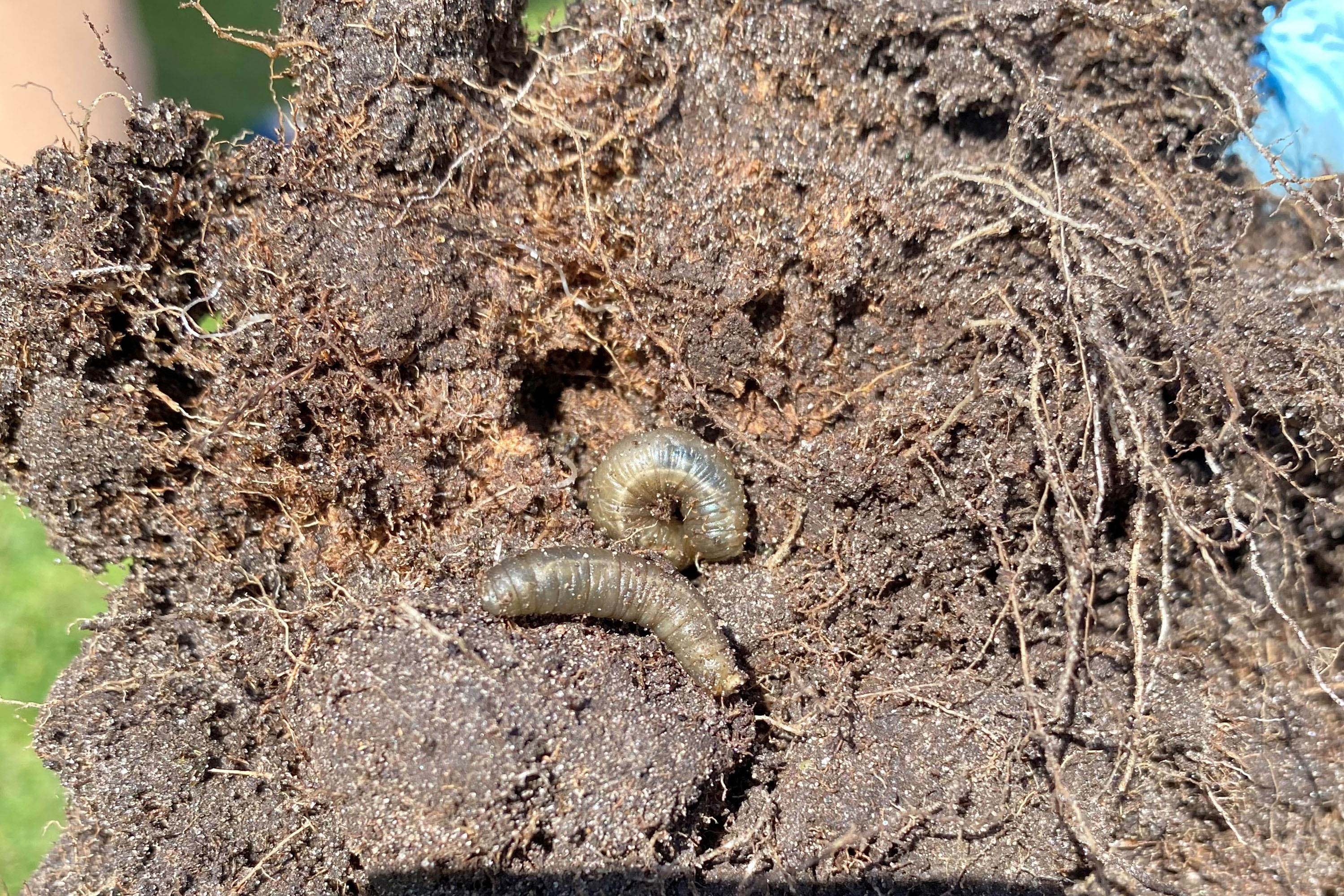 GroundsFest 2025 Education Seminar - Manage moisture to hit rising leatherjackets