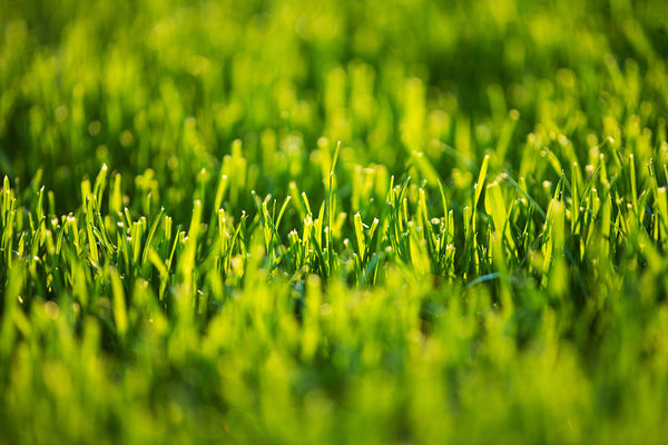 Sports Turf Agronomy Advice - May 2026