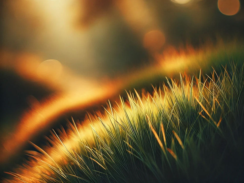 Mark Hunt weather corner; 119 - An insight into light levels on the grass plant