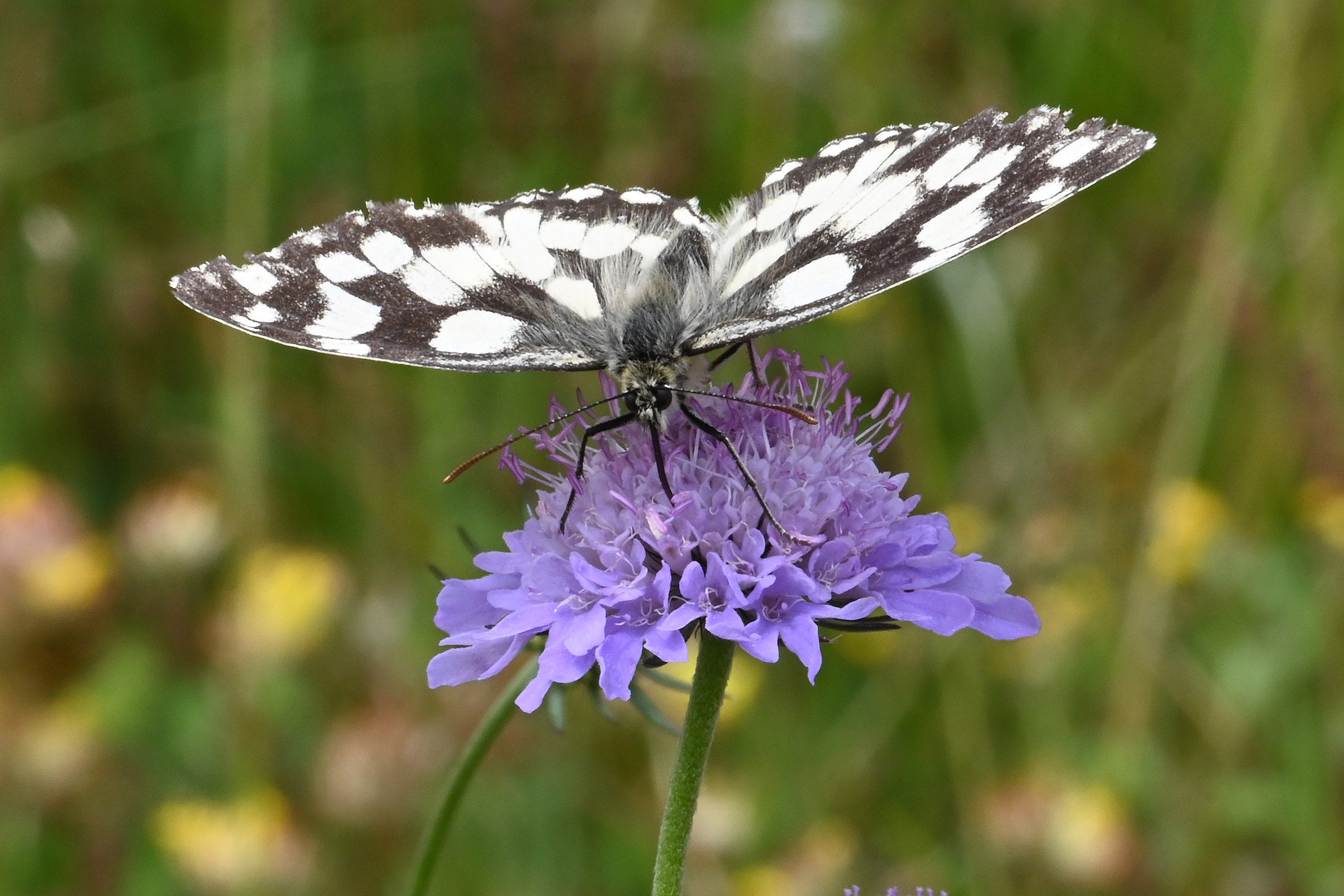 Syngenta Operation Pollinator Award open for entries