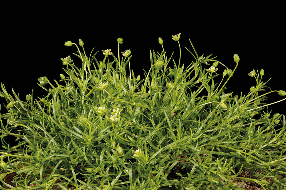 Weed of the month: Pearlwort: Sagina procumbens