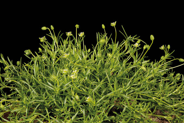 Weed of the month: Pearlwort: Sagina procumbens