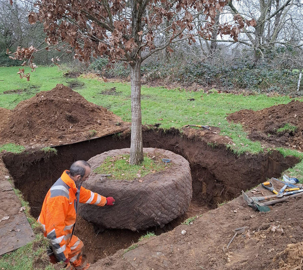 The movement or transplanting of trees