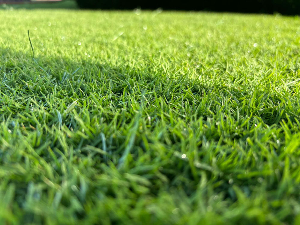 SIS Pitches unveils Bio-X™: groundbreaking 100% biodegradable fiber for hybrid sports pitches