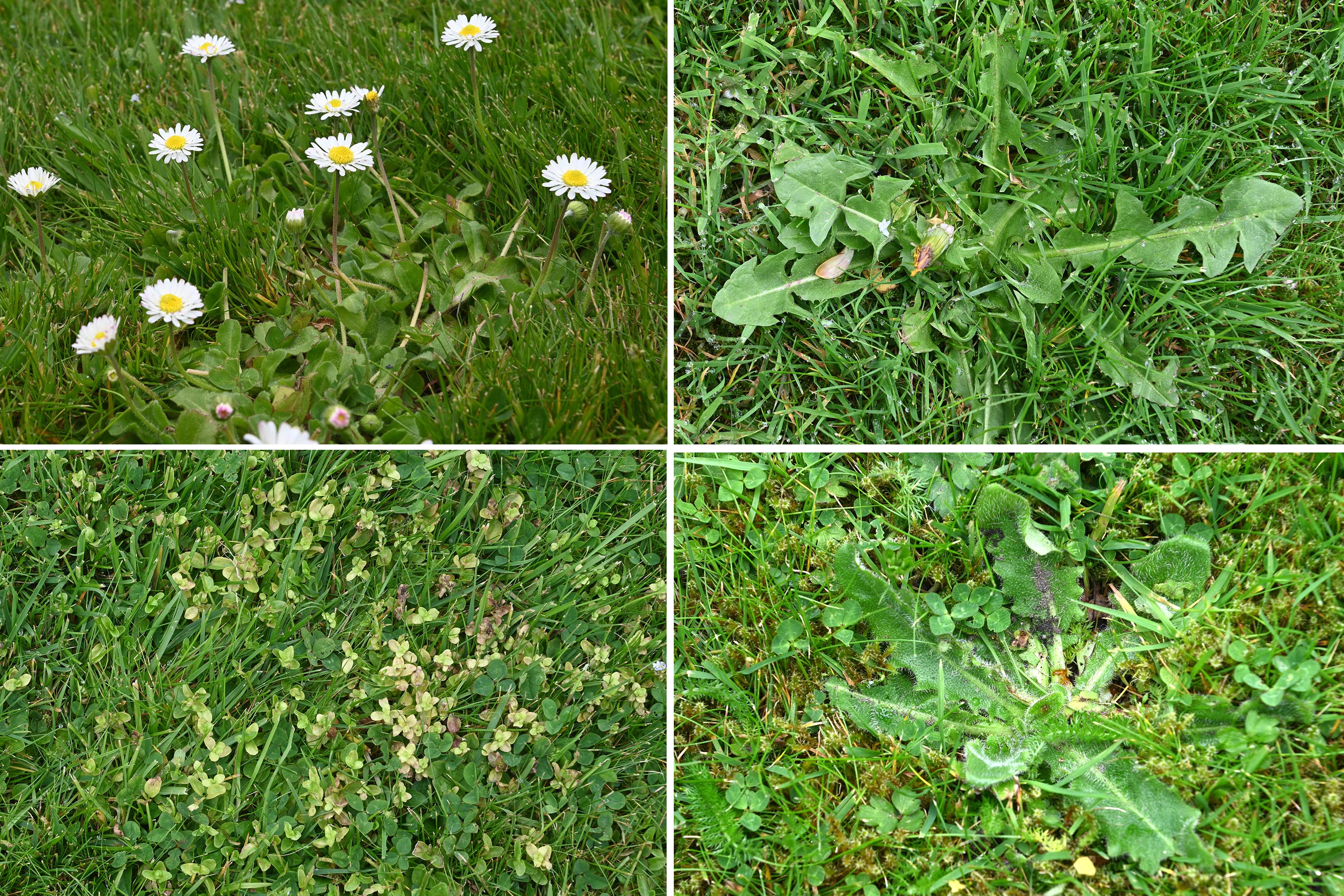 Spring timing for Overtake weed control
