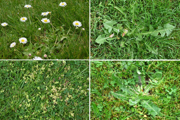 Spring timing for Overtake weed control