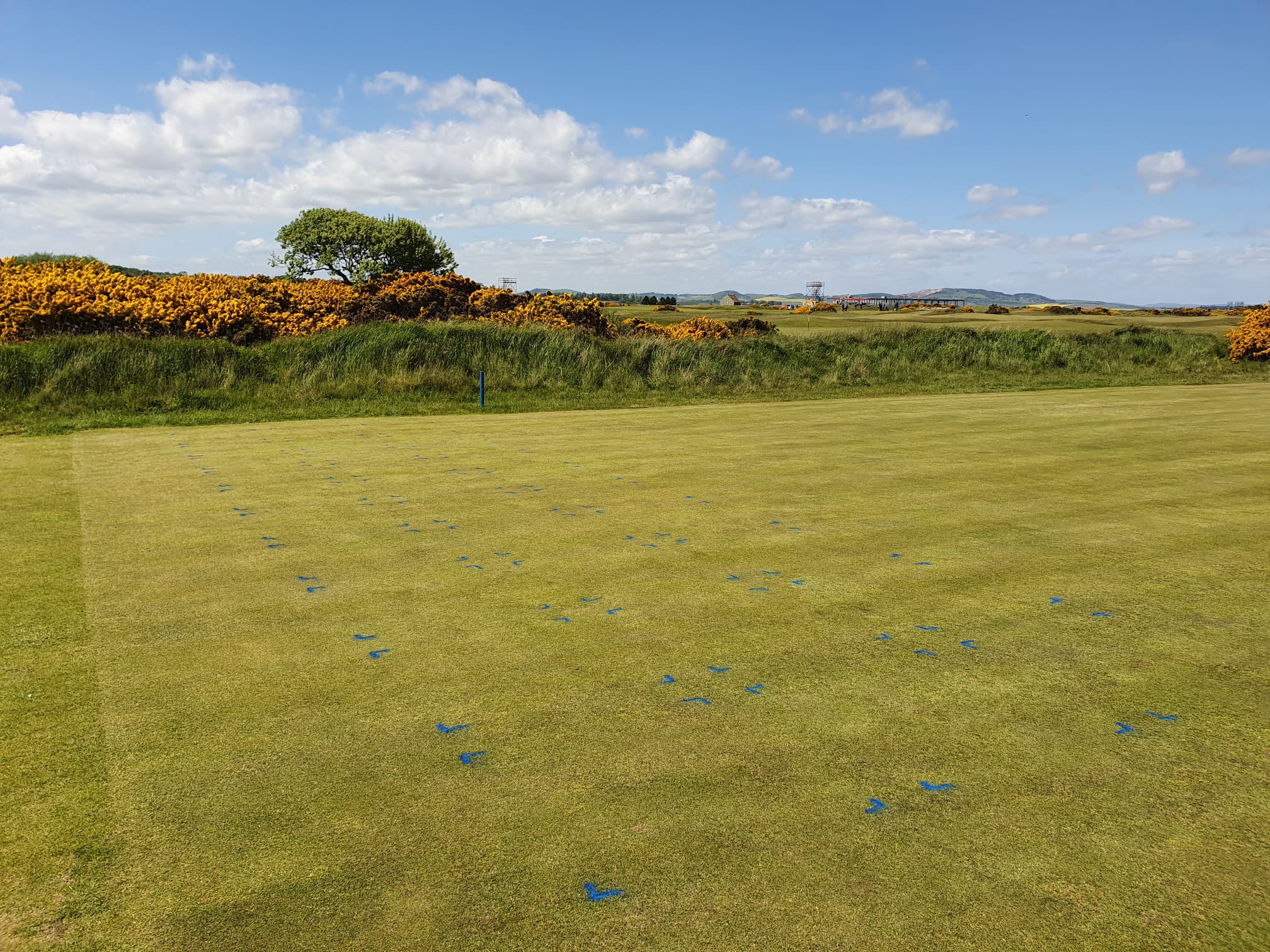 Two ICL biostimulants prove better than one