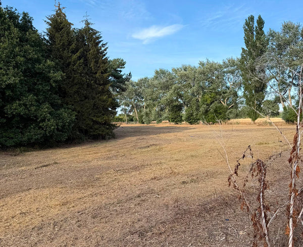 UK turf industry at ‘defining moment’ as drought and rising costs put future supply at risk