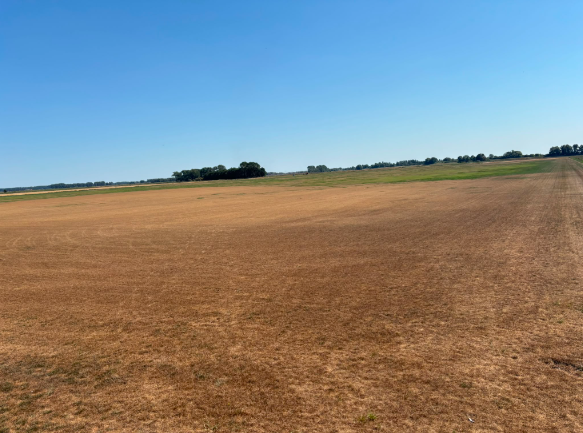 UK turf growers highlight the continuing impact of drought