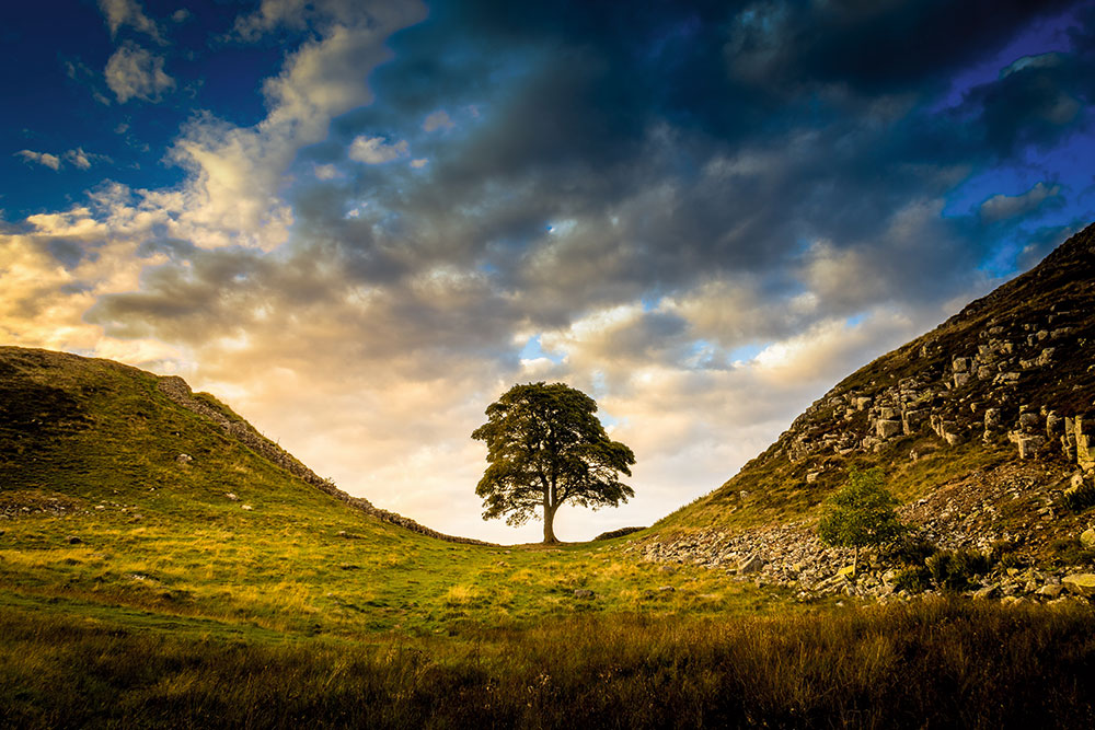 What’s a tree worth?