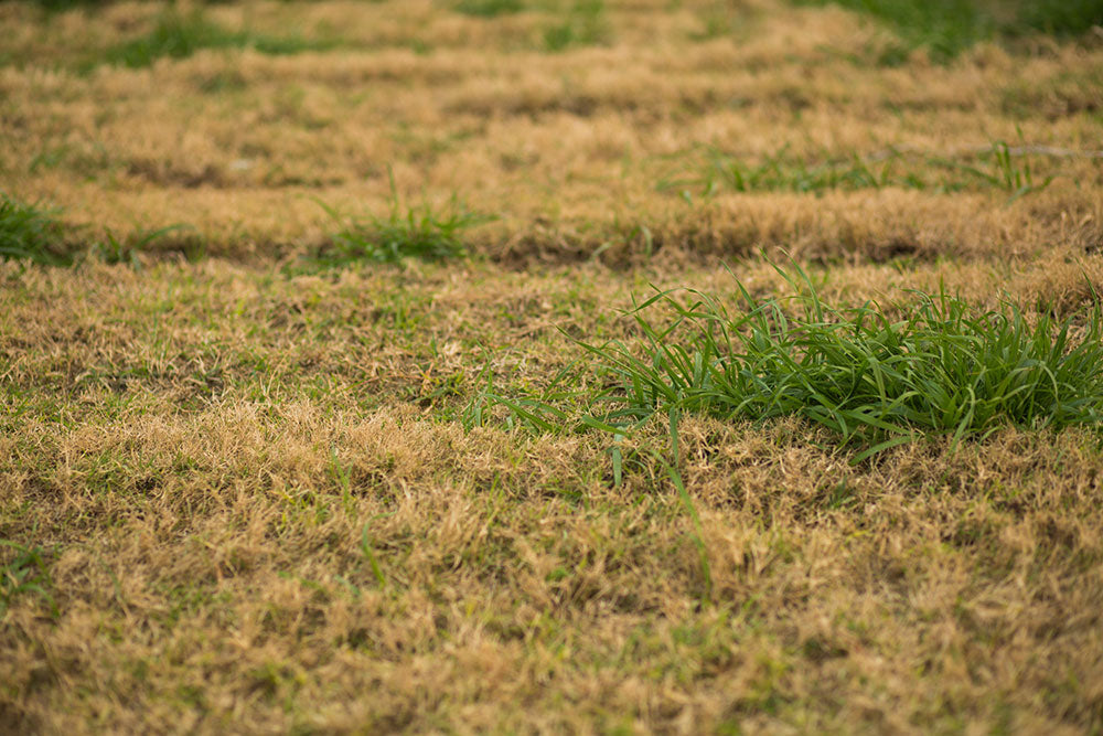 TGA calls for consistent 28-day exemption for newly laid turf during water restrictions