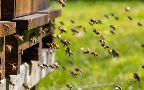 Beekeeping: a practical, responsible biodiversity project for modern turf managers
