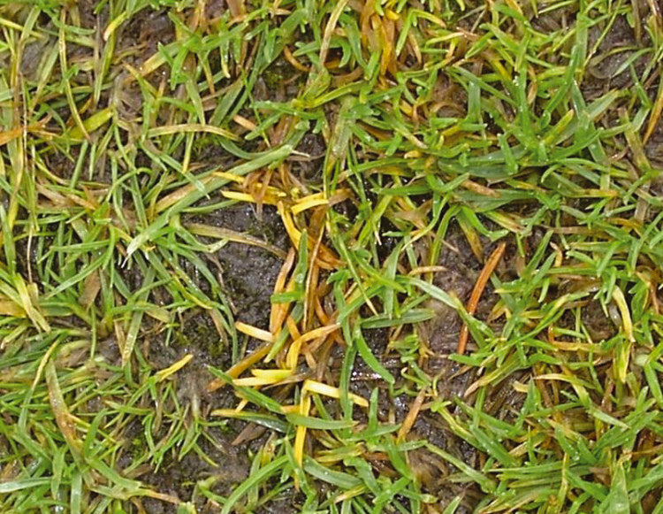 Anthracnose pic