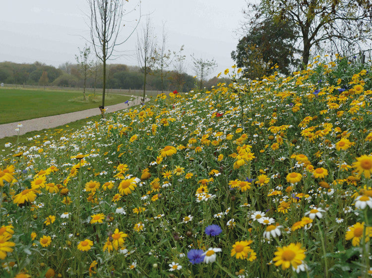 BarnhurstLaneNoel Wildflowers
