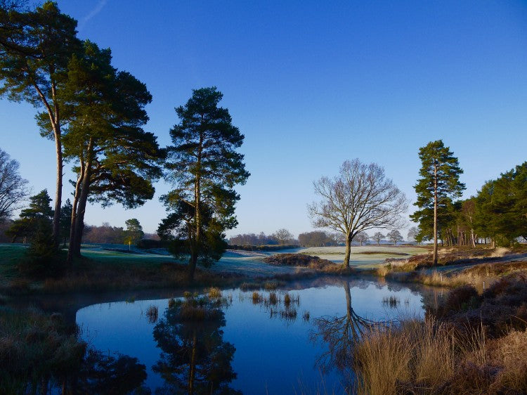 Blue skies over the heathland...