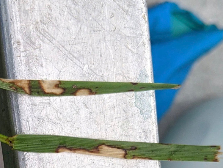 Brown patch leaves.jpg