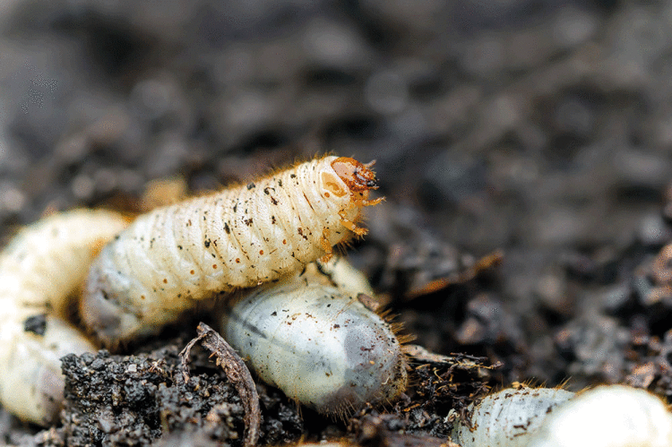 Chafer-grub.gif