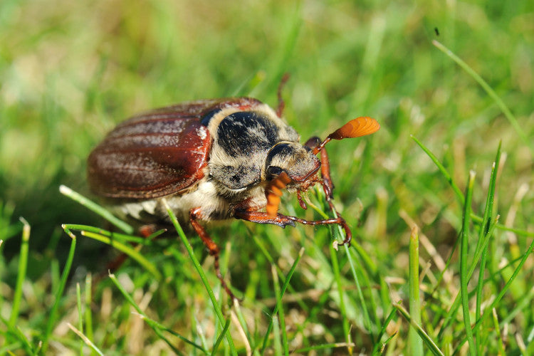 Cockchafer - May Bug mr.jpg