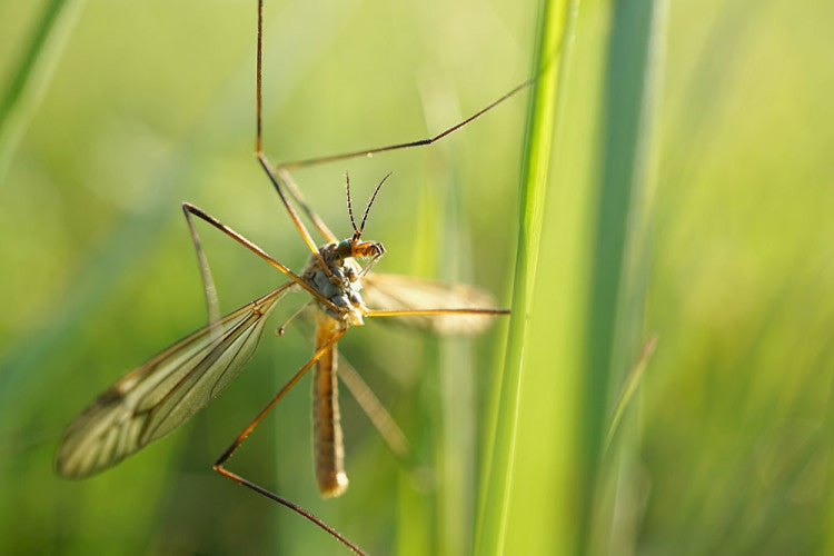 crane-fly.jpg