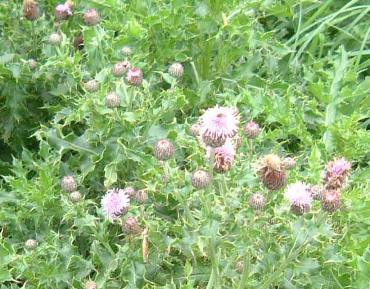 Creeping thistle in flower 2