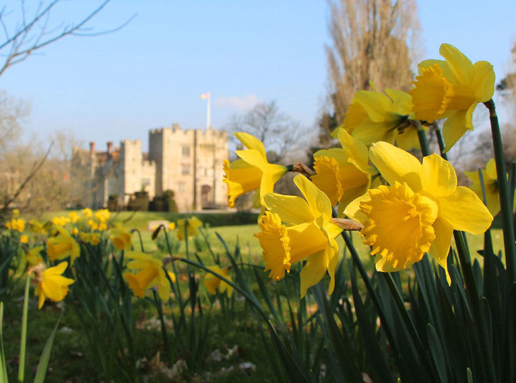 Daffodils_Hever-Castle.jpg