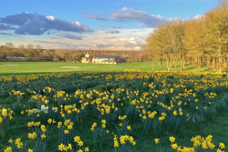 Daffodils On Cricket Pitch Boundary
